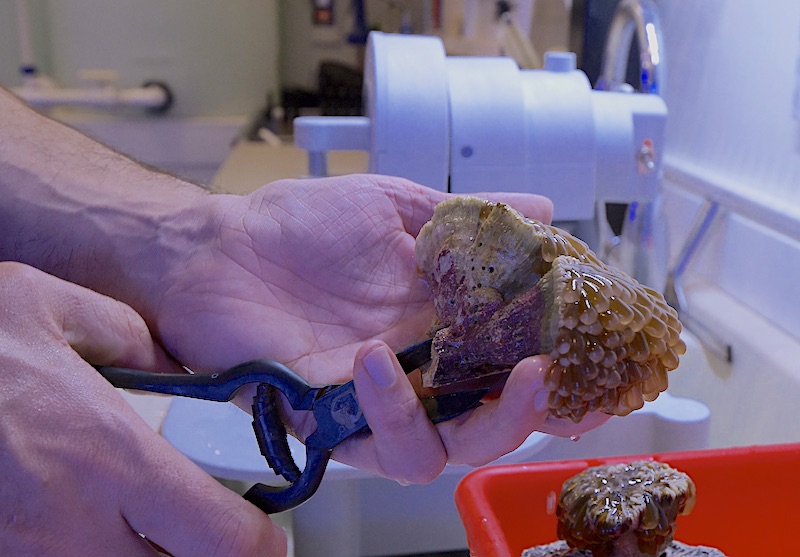 Fragging a Big Colony of Gold Torch Coral [Video] Reef Builders The