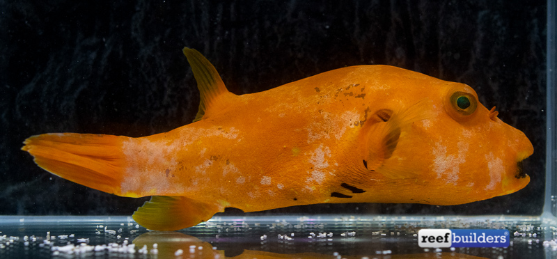 Orange Starry Puffer is a Remarkable and Gorgeous Oddity | Reef ...