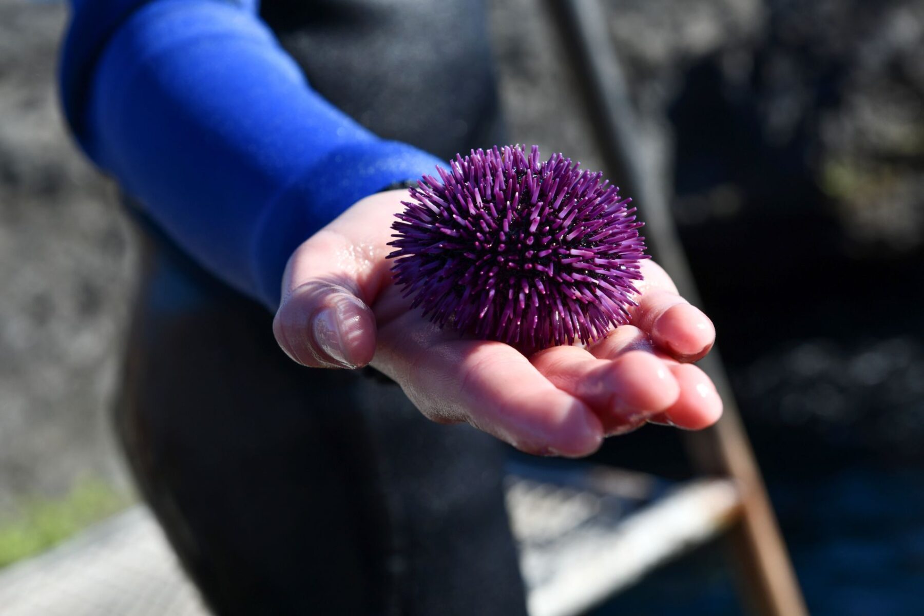 Are Purple Sea Urchins Edible