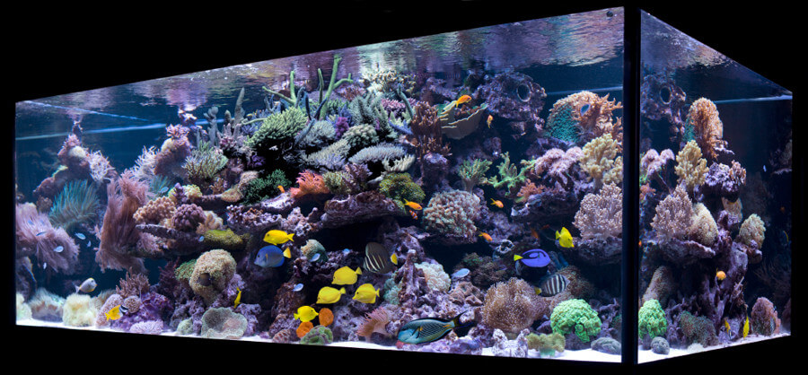 Aquarium Glossary | Reef Builders | The Reef and Saltwater Aquarium Blog