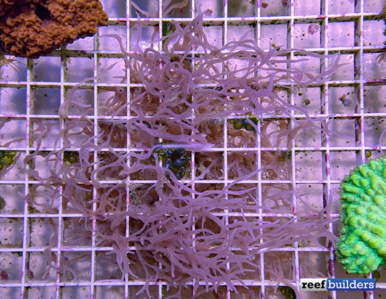 Keep Sponges OUT of Your Reef Tank! Reef Builders The Reef and