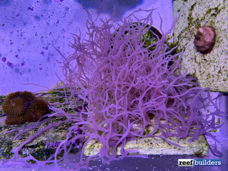 Keep Sponges OUT of Your Reef Tank! Reef Builders The Reef and