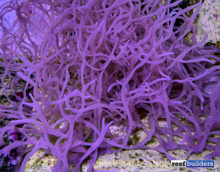 Keep Sponges OUT of Your Reef Tank! Reef Builders The Reef and