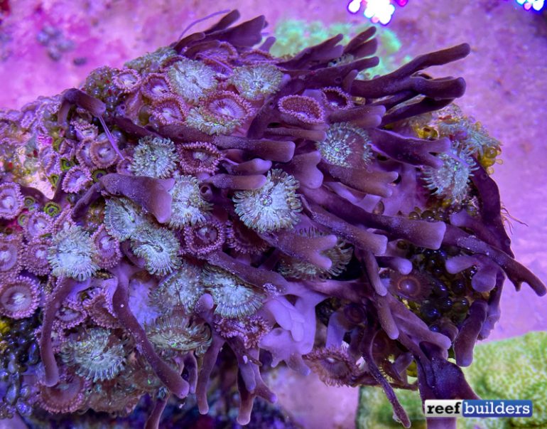 Keep Sponges OUT of Your Reef Tank! Reef Builders The Reef and