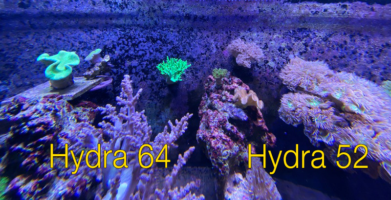 Coral hydra тор браузер не включается gidra
