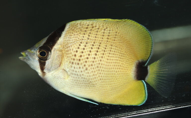 Milletseed Butterflyfish Captive Bred by Biota Aquariums | Reef ...