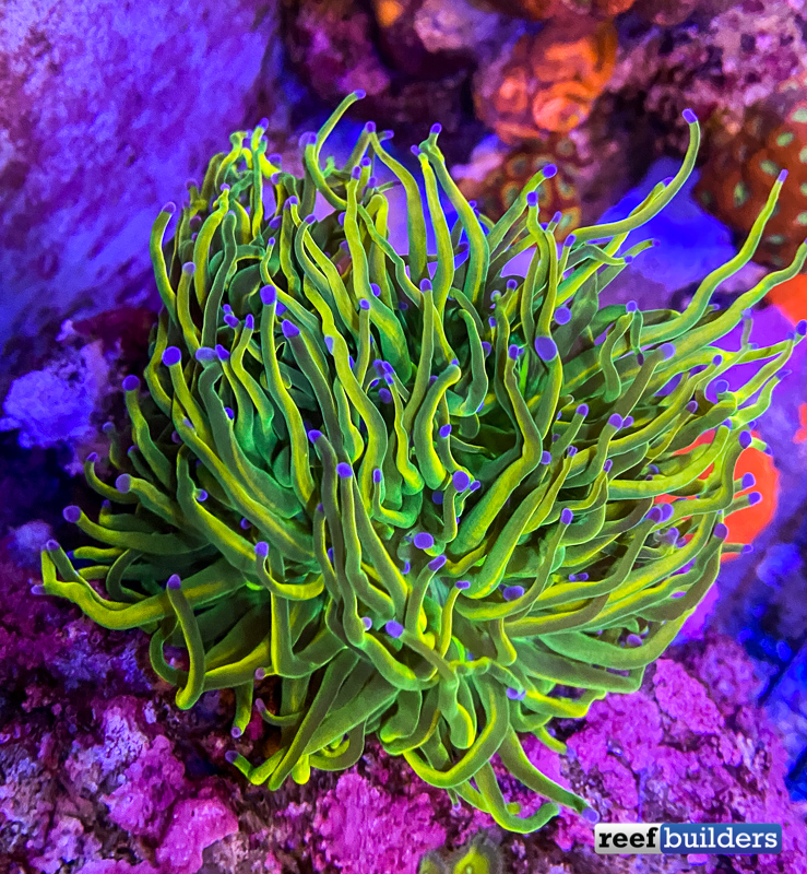 Escupir caballo de fuerza No pretencioso Top 5 Favorite Corals Spotted at Worldwide Corals' Farm | Reef Builders |  The Reef and Saltwater Aquarium Blog