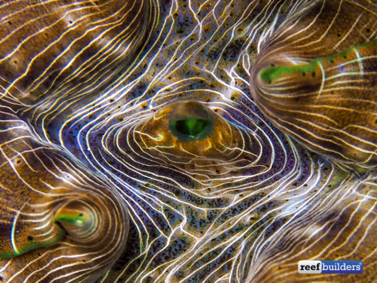 Tridacna squamosina: First Aquarium Pictures of the Rare Red Sea ...