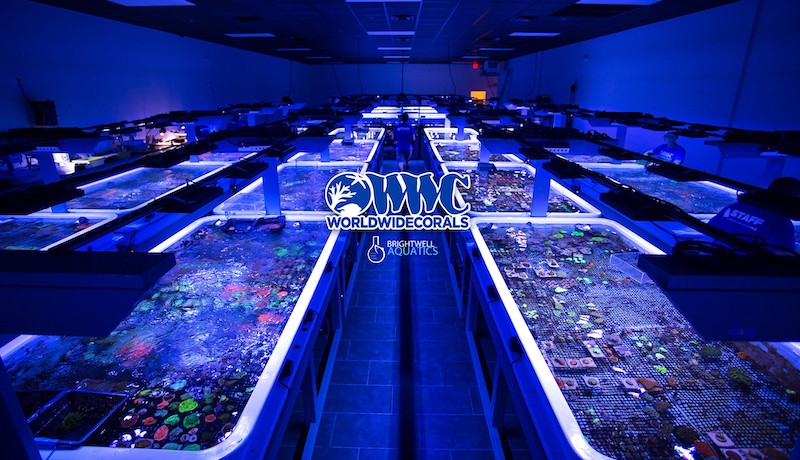 Reef Stores Near Me Your Ultimate Marine Adventure Companion