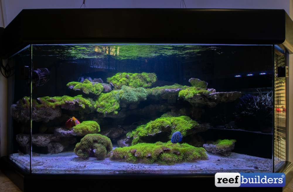 A Tour Of Fishland Aquarium Store In Sao Paulo Brazil Reef
