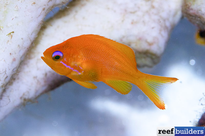 Goldfish Tank - Your Guide To Successful Goldfish Care - AquariumStoreDepot