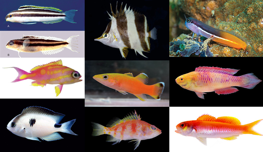 Top 10 New Species of Reef Fish of 2019 | Reef Builders | The Reef and ...