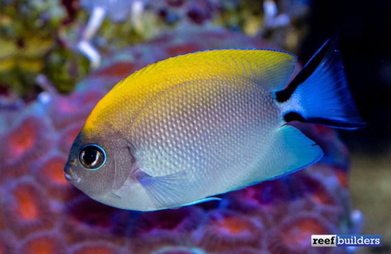 Biota Swallowtail Angelfish is Growing up into a Beauty! | Reef ...