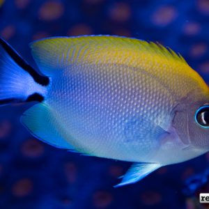 Biota Swallowtail Angelfish is Growing up into a Beauty! | Reef ...