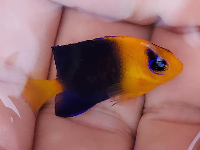 Joculator Angelfish Captive Bred by Bali Aquarich | Reef Builders | The ...