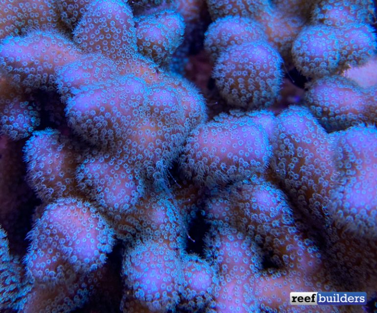 Aquarium Grown Palauastrea has Really Blossomed | Reef Builders | The ...