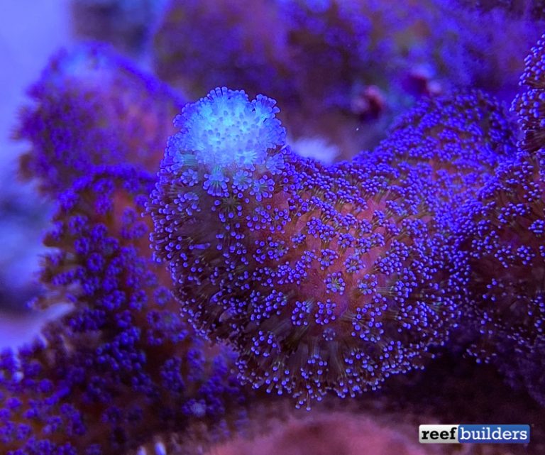 Category: Coral | Reef Builders | The Reef and Saltwater Aquarium Blog