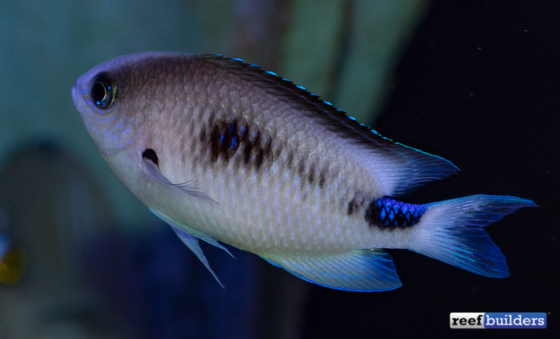 Reef Dart Target Feeding Kits For Phyto And For Mysis Reef