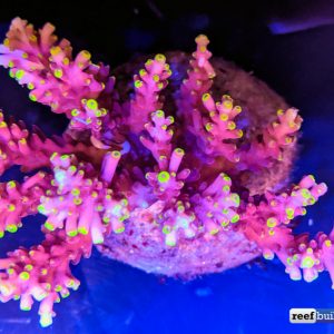 A Sneak Peek at the Newest Wave of Indo Cultured Acropora | Reef ...