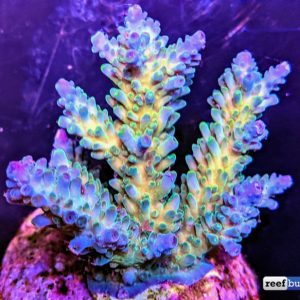 A Sneak Peek at the Newest Wave of Indo Cultured Acropora | Reef ...