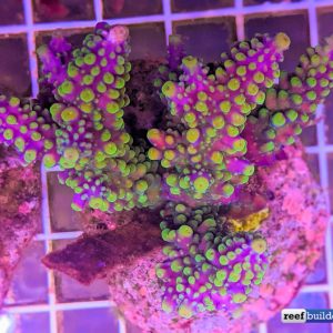 A Sneak Peek at the Newest Wave of Indo Cultured Acropora | Reef ...