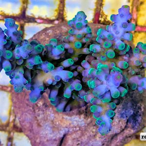 A Sneak Peek at the Newest Wave of Indo Cultured Acropora | Reef ...