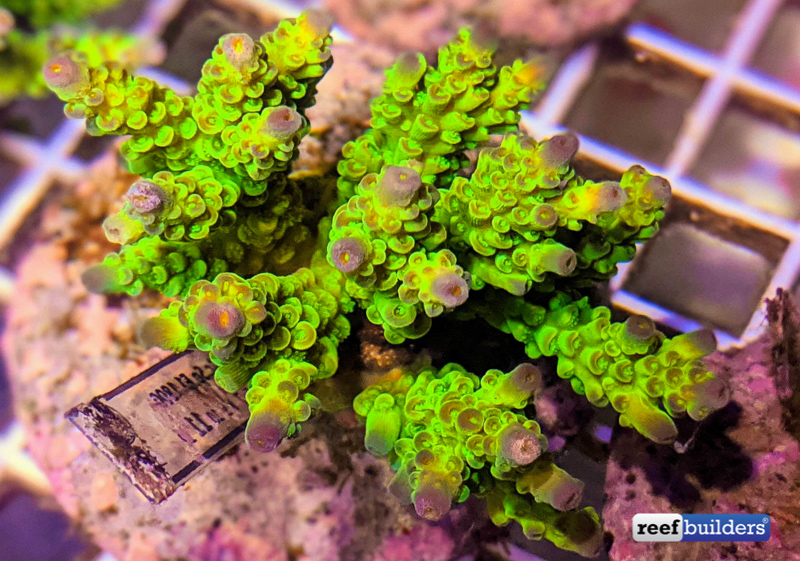 A Sneak Peek at the Newest Wave of Indo Cultured Acropora | Reef ...