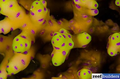 The Kodama Acro is the Australian ‘Naked’ Acropora | Reef Builders