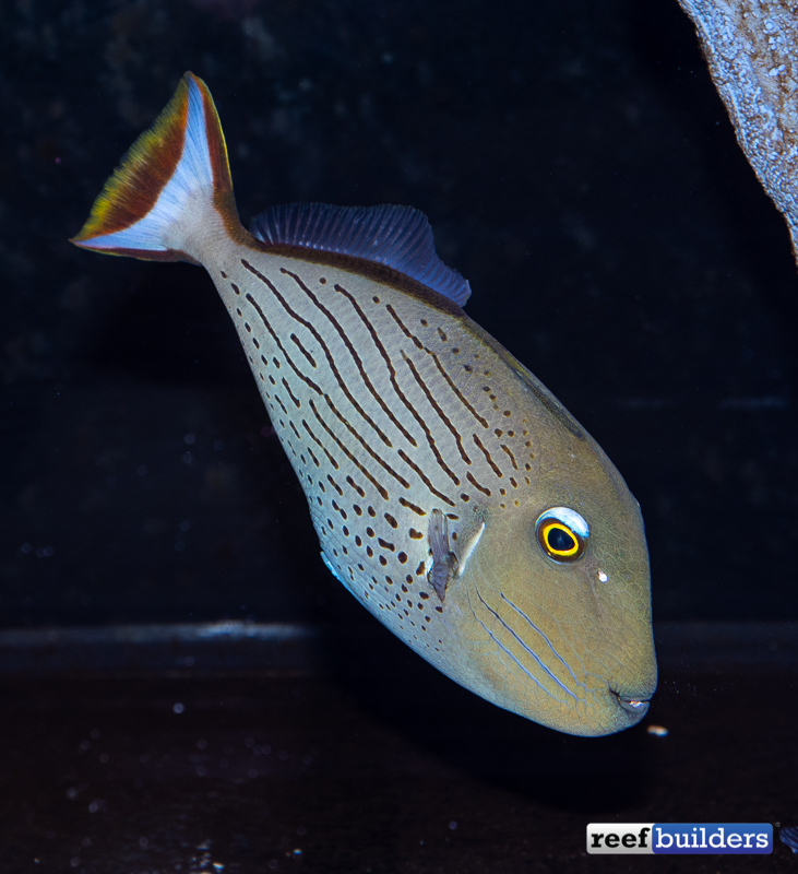 sargassum triggerfish