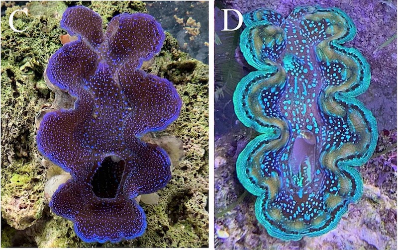 Purple maxima clearance clam