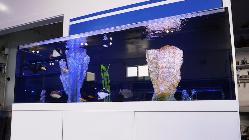 Our Show Fish Display Tank is Starting Hot [Video] | Reef Builders ...
