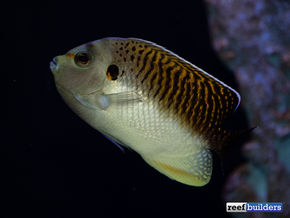 Some Parasites Can Only Be Treated With Medicated Food Reef Builders The Reef And Saltwater Aquarium Blog