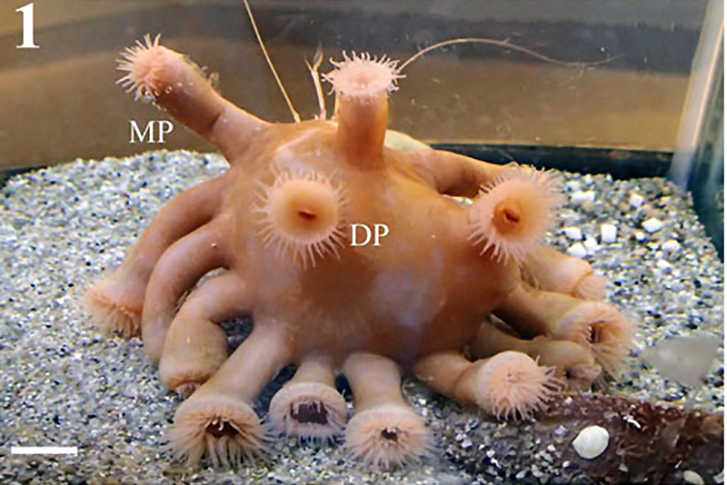 The Xenomorph Coral Could Only Have Been a Zoanthid | Reef