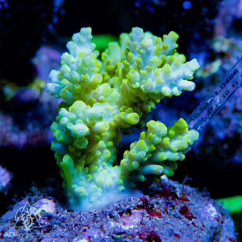 ACI Lands the First Shipment of Bali Aquarium Cultured Corals | Reef ...