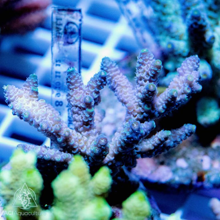 ACI Lands the First Shipment of Bali Aquarium Cultured Corals | Reef ...