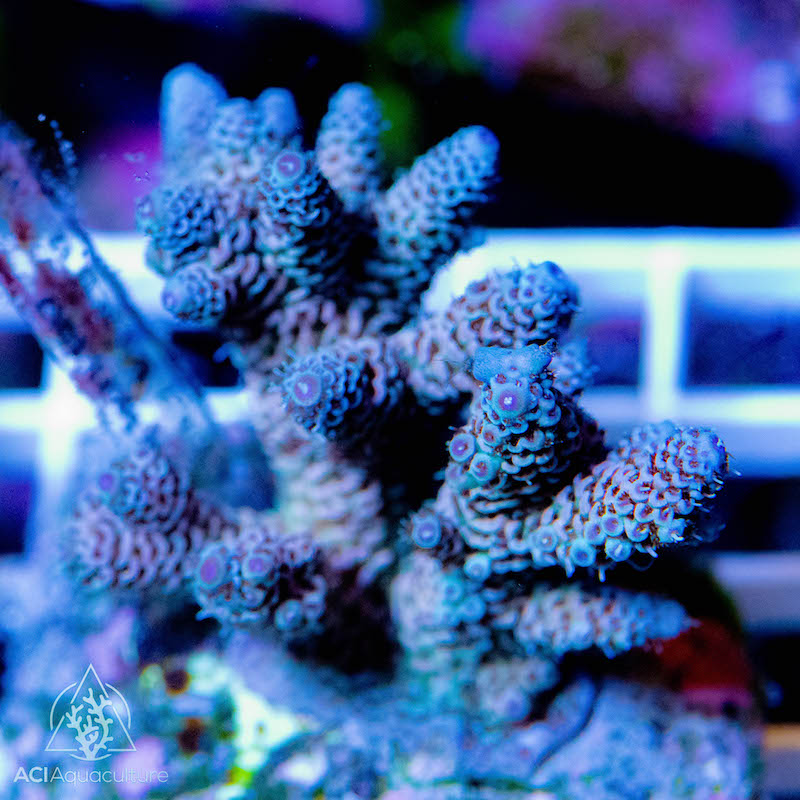 ACI Lands the First Shipment of Bali Aquarium Cultured Corals | Reef ...