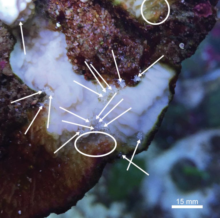 Montipora Eating Nudibranch Finally Have a Name Phestilla subodiosus