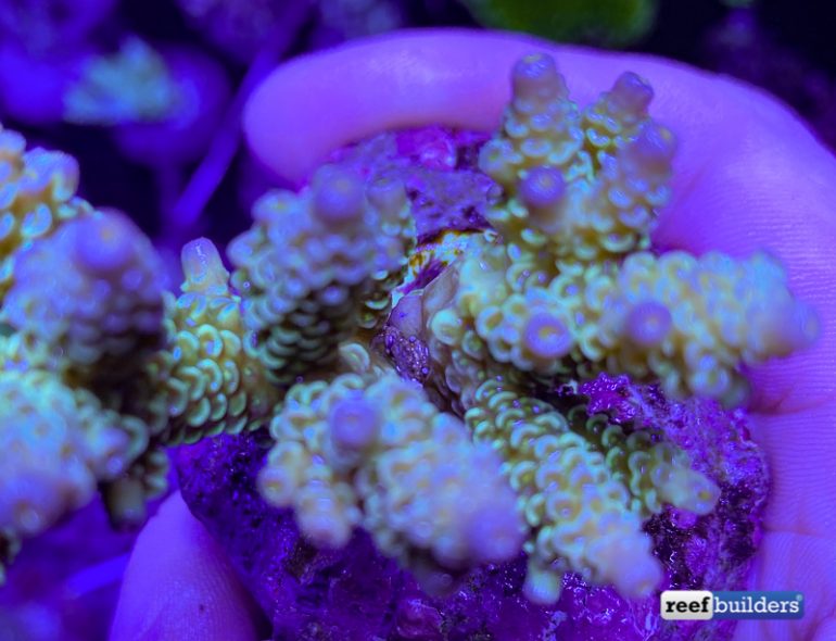 Remember to ‘De-Crab’ New Cultured Acropora | Reef Builders | The Reef ...