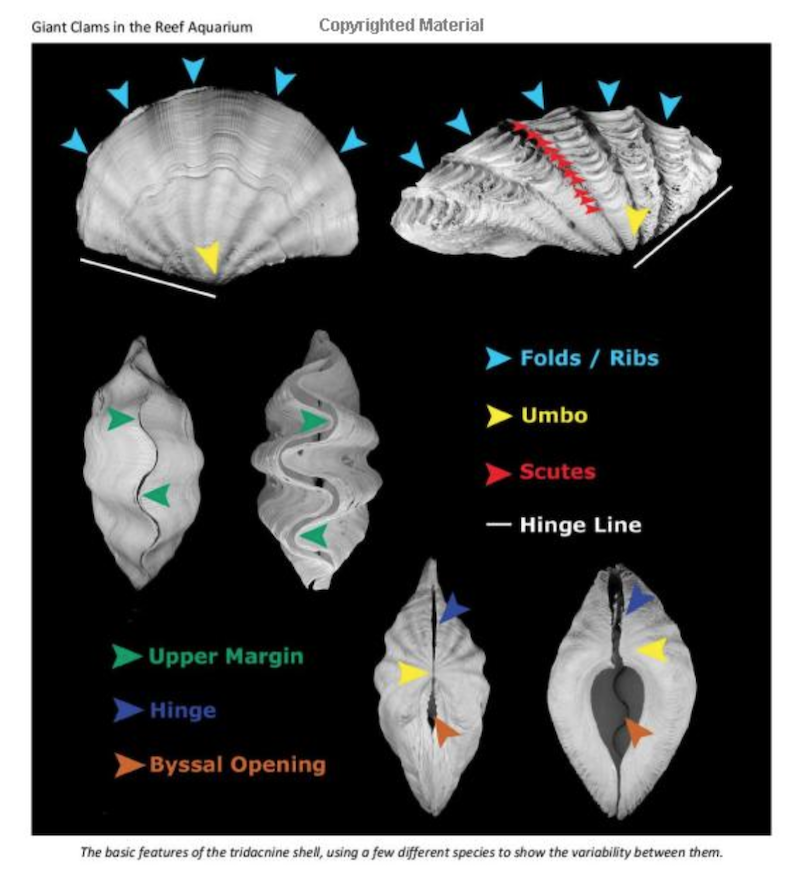 giant clam anatomy