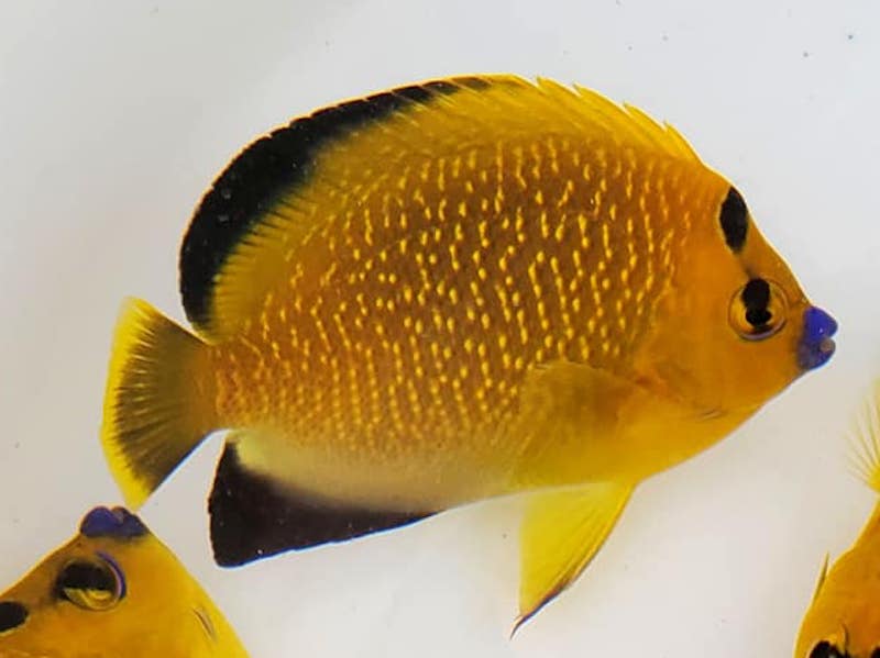 Goldflake Angelfish BA Captive GF7