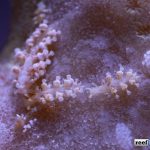 phestilla-montipora-nudibranch-2-150x150