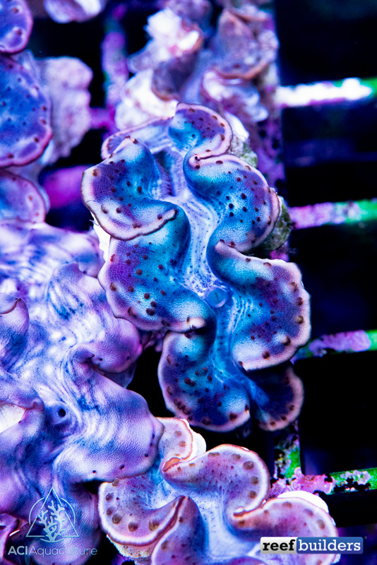red-sea-tridacna-clam-3.jpg