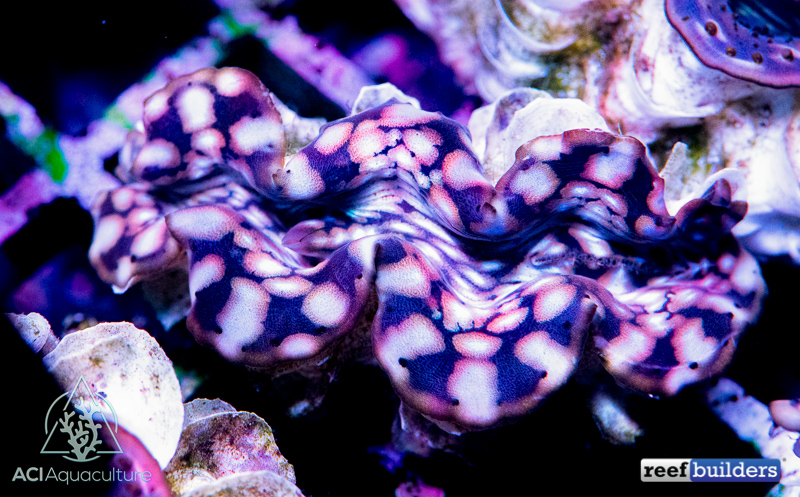 red-sea-tridacna-clam-4.jpg