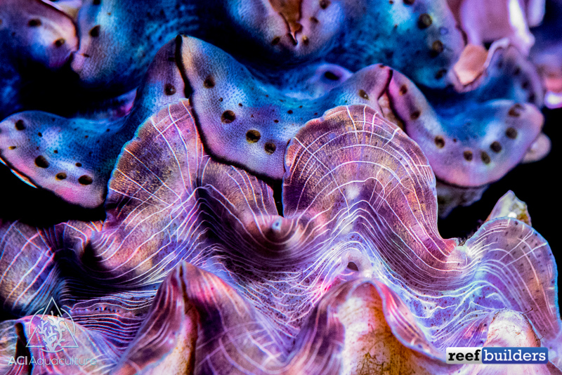 red-sea-tridacna-clam-5.jpg