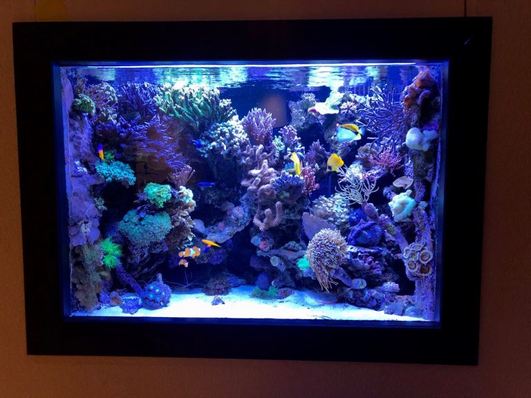 Philips CoralCare Gen2 2020 Review Reef Builders The Reef and