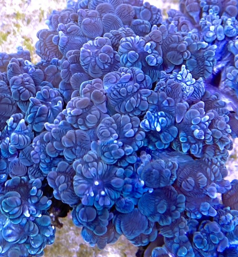 Plerogyra diabolotus, the Devil’s Bubble Coral in our Reef Tank! Reef