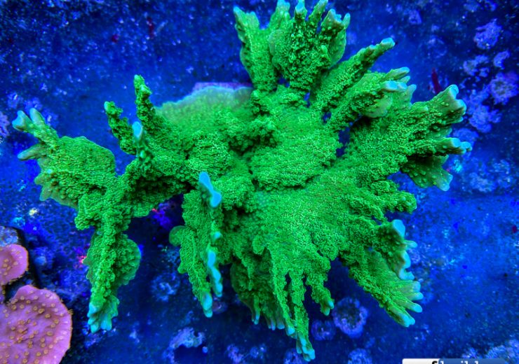 Tag: montipora stellata | Reef Builders | The Reef and Saltwater ...