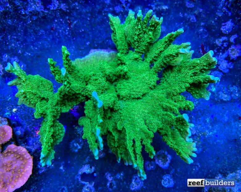 Experimenting With Color Mixing in Montipora | Reef Builders | The Reef ...