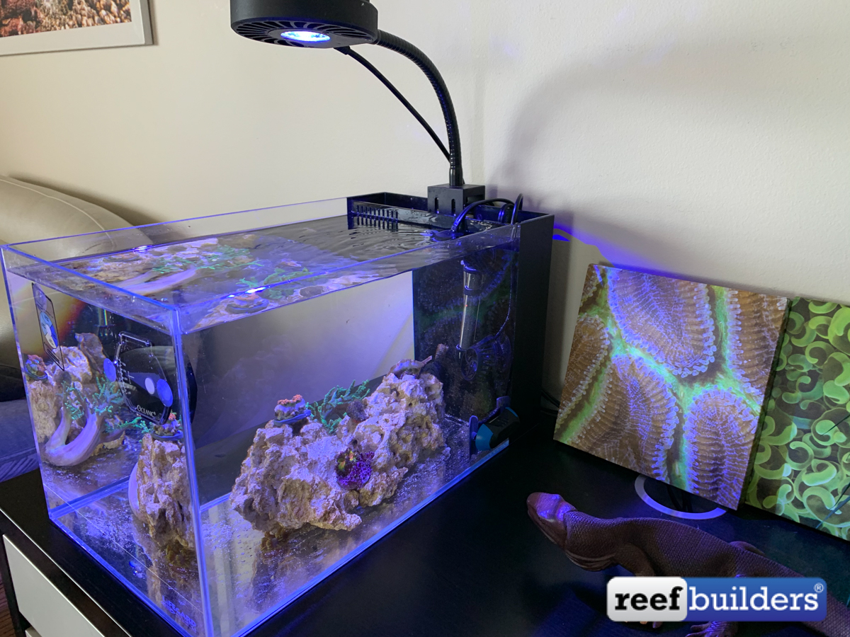 Drs. Foster smith EcoCube vs Current Solana 25 gallon nano aquariums, Reef  Builders