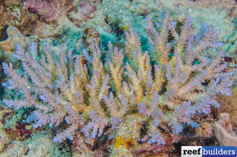 RIVEA - 🪸 Acropora Digitifera, recognizable by the blue color visible on  the tips of its branches. Help us to plant 🪸 with The Coral Planters and  participate in the restoration of